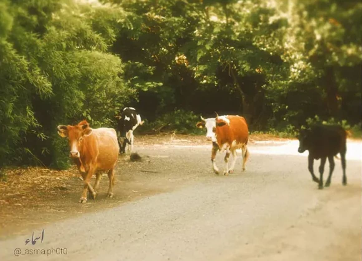 طبیعت ۵